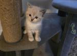 Snowshoe Lynx siamese and Lynx siamese - Siamese Kitten For Sale - Algonquin&comma; IL&comma; US