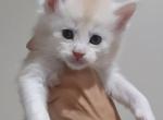 Litter T - Maine Coon Kitten For Sale - 