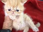 Rare red and white girl exotic - Exotic Kitten For Sale - Altamonte Springs&comma; FL&comma; US
