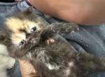 Exotic girl Tortie - Exotic Kitten For Sale - Altamonte Springs&comma; FL&comma; US
