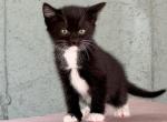Tuxedo Bombay Kitties - Bombay Kitten For Sale - West Springfield&comma; MA&comma; US