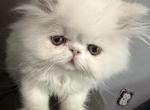 Ready to go solid white boy Sammy today - Persian Kitten For Sale - Altamonte Springs&comma; FL&comma; US