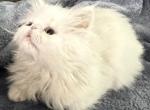 Ready to go solid white boy - Persian Kitten For Sale - Altamonte Springs&comma; FL&comma; US