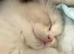 Tootoo - Ragdoll Kitten For Sale - Houston&comma; TX&comma; US