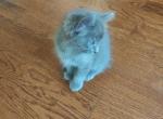 Not named - Domestic Kitten For Sale - Chesnee&comma; SC&comma; US