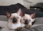 Devon Rex with blue eyes - Devon Rex Kitten For Sale - Hollywood&comma; FL&comma; US