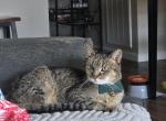 Puma - Abyssinian Cat For Adoption - Clarksville&comma; TN&comma; US