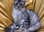 Boy V98 - Maine Coon Kitten For Sale - Millingport&comma; NC&comma; US