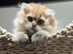 Golden longhair Scottish kitten - Scottish Straight Kitten For Sale - Celebration&comma; FL&comma; US