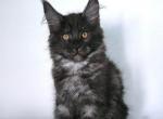 Boy V20 - Maine Coon Kitten For Sale - Millingport&comma; NC&comma; US