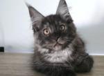 Boy V22 - Maine Coon Kitten For Sale - Millingport&comma; NC&comma; US