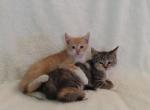 Princess's kittens - Domestic Kitten For Sale - New Holland&comma; PA&comma; US