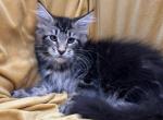 Boy V34 - Maine Coon Kitten For Sale - Millingport&comma; NC&comma; US