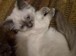 Munchkin kitten - Munchkin Kitten For Sale - Arriba&comma; CO&comma; US