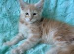 Boy V35 - Maine Coon Kitten For Sale - Millingport&comma; NC&comma; US