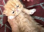 Red Persian girl - Persian Kitten For Sale - Altamonte Springs&comma; FL&comma; US