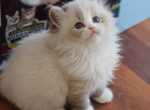 seal lynx bicolor - Ragdoll Kitten For Sale - Bristow&comma; VA&comma; US