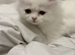 Toulouse - Persian Kitten For Adoption - Delaware&comma; OH&comma; US