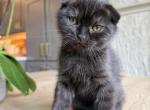 Pickle ball tabby Scottish  fold - Scottish Fold Kitten For Sale - Roseville&comma; CA&comma; US