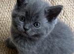Sima - British Shorthair Kitten For Sale - Bradenton&comma; FL&comma; US
