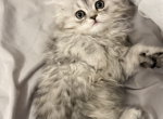 Marie - Persian Kitten For Sale - Delaware&comma; OH&comma; US