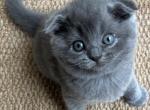 Gabi' - Scottish Fold Kitten For Sale - Bradenton&comma; FL&comma; US