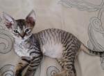 Devon Rex Tabby male and female - Devon Rex Kitten For Sale - Hollywood&comma; FL&comma; US
