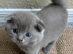 Boss - Scottish Fold Kitten For Sale - Bradenton&comma; FL&comma; US