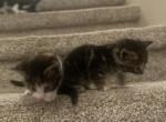 Harley - American Shorthair Kitten For Sale - Cottage Grove&comma; WI&comma; US