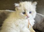 RESERVED Stephensen Princess 2 - Ragdoll Kitten For Sale - 