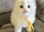 RESERVED Barnes Princess 1 - Ragdoll Kitten For Sale - Columbia&comma; MD&comma; US
