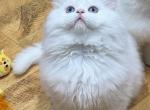 Mr Orange - Scottish Straight Kitten For Sale - Rio Vista&comma; CA&comma; US