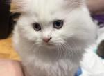 Mr Blue - Scottish Straight Kitten For Sale - 