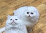 Mr Plum - Scottish Fold Kitten For Sale - 