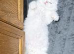 Mr Green - Scottish Fold Kitten For Sale - 