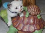 Orion - Siamese Kitten For Sale - 