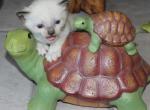 Draco - Snowshoe Kitten For Sale - 
