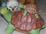 Orbit - Siamese Kitten For Sale - 
