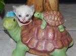 Luna - Siamese Kitten For Sale - 