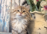 Velvet Paws Kittens Catter - Siberian Kitten For Sale - Seattle&comma; WA&comma; US