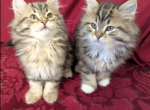 Velvet Paws Kittens Catter - Siberian Kitten For Sale - Seattle&comma; WA&comma; US