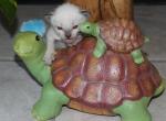 Comet - Siamese Kitten For Sale - Anza&comma; CA&comma; US