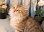 Velvet Paws Kittens Cattery - Siberian Kitten For Sale - Seattle&comma; WA&comma; US