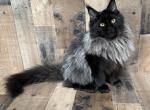 Maine Coon Kittens - Maine Coon Kitten For Sale - Newport&comma; ME&comma; US