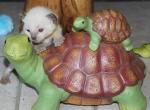 Vega - Siamese Kitten For Sale - Anza&comma; CA&comma; US