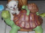 Nova - Siamese Kitten For Sale - Anza&comma; CA&comma; US