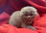 Nency - British Shorthair Kitten For Sale - 