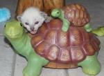 Ursa - Siamese Kitten For Sale - Anza&comma; CA&comma; US