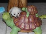 Sirius - Siamese Kitten For Sale - Anza&comma; CA&comma; US