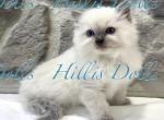Traditional Blue Point Male Health Tested Parents - Ragdoll Kitten For Sale - Millersport&comma; OH&comma; US